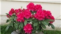 rododendron